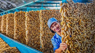 SilkWorm Farm  How Billions of SilkWorm for silk Chinese  Food Factory [upl. by Haerb]