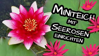 Miniteich anlegen 🌻 🌼 Seerosen einpflanzen [upl. by Georglana]