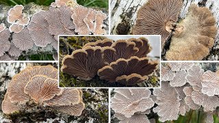 Gemeiner Spaltblättling Schizophyllum commune  Merulius communis  Pilzportrait [upl. by Wilkins]