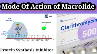 Mode Of Action of Macrolide Antibiotic ErythromycinAzithromycn ll Side Animation Pharmacology [upl. by Angelia]