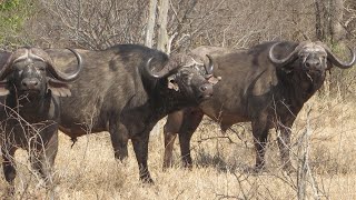 Africa Hunting Rifles 101 With Kevin Robertson [upl. by Neneek]