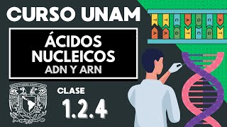 🌱 ÁCIDOS NUCLEICOS  Examen UNAM  ADN Y ARN nucleótidos bases nitrogenadas  Biología UNAM [upl. by Hsital4]