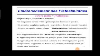 Embranchement des plathelminthes شرح مبسط [upl. by Yekcin]