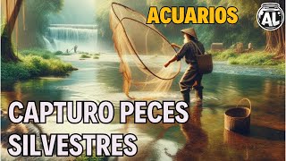 CÓMO CAPTURAR PECES SILVESTRES PARA MI ACUARIO [upl. by Aralc]