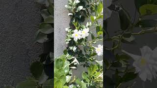 Dipladenia explosão de flores 🌼shorts jardinagem primavera [upl. by Onitnas]