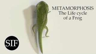 METAMORPHOSIS The Life cycle of a Frog [upl. by Sillihp482]