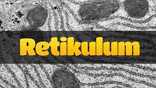 Cytologia Retikulum siateczka śródplazmatyczna [upl. by Inesita746]