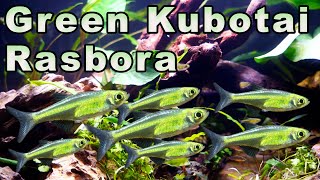 An AMAZING Tiny Green Fish Green Kubotai Rasbora Care and Breeding [upl. by Ellehcil879]