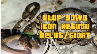 Air Kurang Jernih Mala Dapat Ular Sawa Ikan Ketutu dan BelutSidat [upl. by Ayotyal]