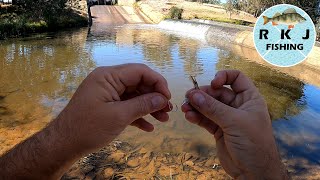 An amazing bait for Silver Perch and Turtles [upl. by Haet]