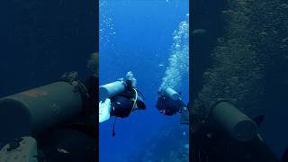 Glimpse of diving experience in maldives seychelles philippines scubadiving [upl. by Garate]