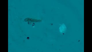 Underwater view of nabeta razor wrasse coming out of sand to attack a bait [upl. by Rebeca]