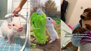 NUEVO videos de animales ❤🐶🐹 Tiktok compilation 45 [upl. by Tollman]