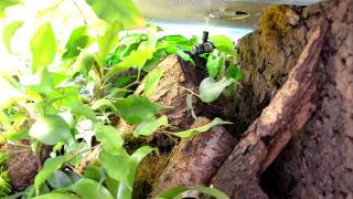 Anolis vermiculatus feeding [upl. by Eddie426]