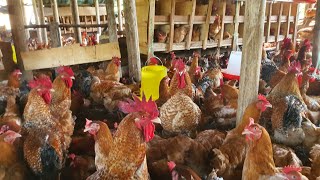 The danger of starting poultry farm without knowledge [upl. by Nnasus]