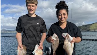 Fishing Coromandel Mussel Farms for Snapper [upl. by Arimat]