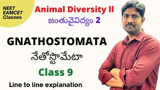 Gnathostomata  నేతోస్టొమేటా  Animal Diversity 2 lesson line to line explanation [upl. by Ttirb]