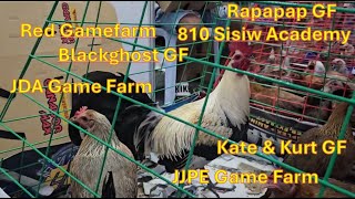 7th Gamefowl expo with prices from famous breeders Quality Stags and Pullets from Big Farms [upl. by Kletter928]