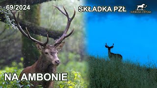 Składka PZŁ  zasiadka na ambonie  SUDECKA OSTOJA 692024 roe deer hunting in poland [upl. by Auqinet]