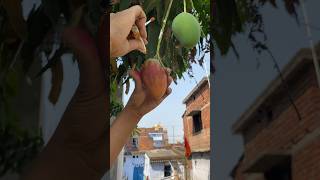 😂 Prank on Painting Kaccha Mango shorts prank painting trending jomansovlogs [upl. by Nelleus]