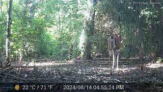 August 2024 Trail Cameras [upl. by Aseram]