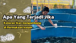 Waspada Kotoran ikan mengambang di permukaan kolam bioflok [upl. by Amhser]