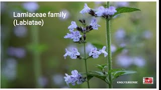 Lamiaceae family description floral formula importance [upl. by Tybalt]