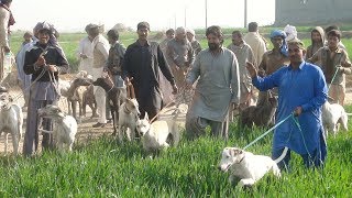 Shakar Hi Shakar in Attock [upl. by Reuben]