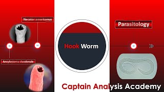 E6parasitology Hookworm Ancylostoma duodenale amp Necator americanus الديدان الخطافية الأنكلستوما [upl. by Hedelman]