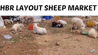 HBR sheep market update qurbani sheep 2024 [upl. by Ianej]