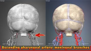 Ascending pharyngeal artery meningeal branches  Arteries of head and neck  3D Human Anatomy [upl. by Cate798]