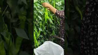 Amazing chili farm shorts shortfeed [upl. by Eissed]