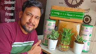 Ugaoo indoor plants unboxing and review 2024 Jade plant snake plant bamboo plant Oxygen plants❤️ [upl. by Ahsieuqal]