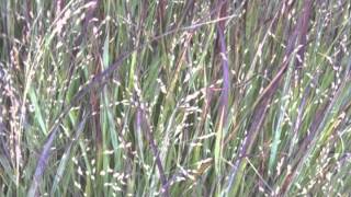 Panicum virgatum Switch grass [upl. by Fowler]