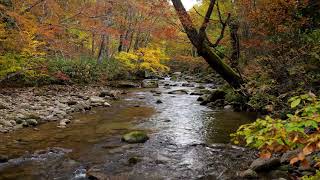 3Hour Escape to Fukushimas Vibrant Mountain Gorges  Yoga Sleep Meditation for Deep Relaxation [upl. by Gerger39]