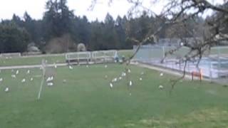 Seagulls Eating Dew Worms [upl. by Llemart]