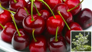 How to Plant Cherry Trees Easy Fruit Planting Guide [upl. by Ecnahoy821]