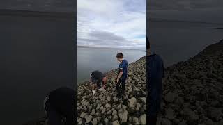 Huge plaice at Mostyn docks plaice kids kidsvideo fish seafishing fishing seafish [upl. by Nosyaj]