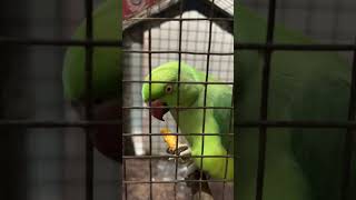 parrot birds cute parrottalking trending viralvideo shorts youtubeshorts video kurkure yt [upl. by Ain]