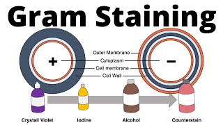 Gram positive and gram negative bacteria Gram Staining procedure explained [upl. by Errised375]