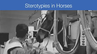 Stereotypies in Horses [upl. by Cohligan]