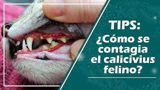 ¿Qué es el calicivirus felino lo que deberías saber [upl. by Haisoj]