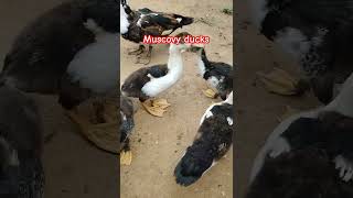 Muscovy Ducks [upl. by Imat]