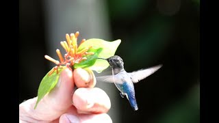 Vogelbeobachtung auf Kuba mit traveltonature [upl. by Ridinger]