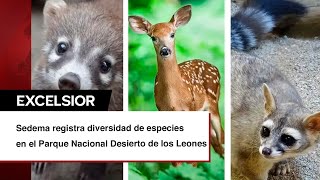 Tlacuache norteño coatí y miles de animales capta cámara trampa en el Desierto de los LeonesCDMX [upl. by Eussoj]