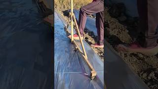 The process of marking and piercing holes for planting cabbage [upl. by Cheffetz]