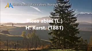 Abete Rosso Picea abies Norway Spruce Caratteristiche botaniche territorio e ambiente [upl. by Irrab]