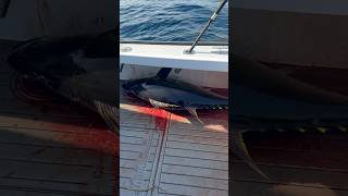 Large bigeye tuna in NJ bigeyetuna fish ocean fyp shortsvideo shorts tuna sea fishing tuna [upl. by Thetisa758]