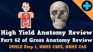 High Yield Anatomy Review Part 62 USMLE Step 1 NBME CBSE and NBME CAS [upl. by Uranie588]