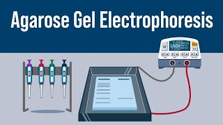 Gel Electrophoresis  Class 12th neet neet2024 biology [upl. by Hpesoj]